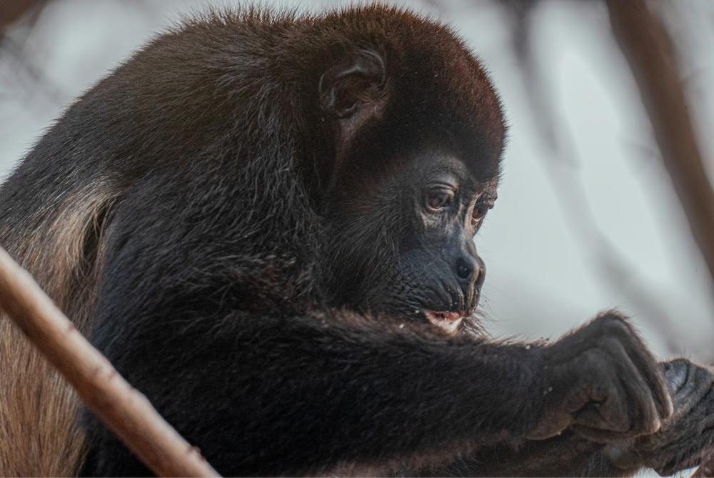 Howler Monkey