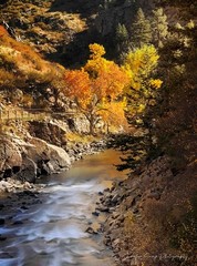 Golden Colorado Autumn Fall Aspen Trees Landscape Photography Print