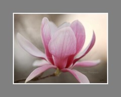 Fushia Pink Tulip Magnolia Photograph Canvas Texture Wall Print Art 24×18