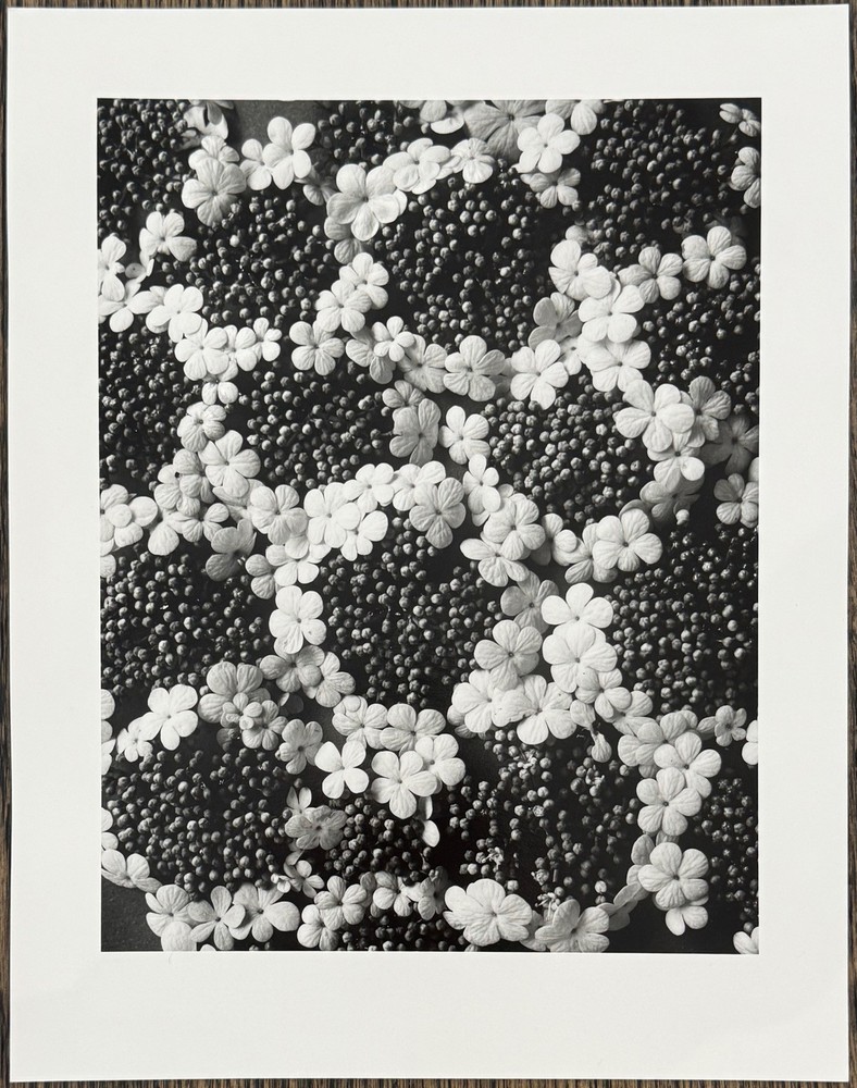 Karl Blossfeldt, Common Snowball, Photograph from Estate, 2010