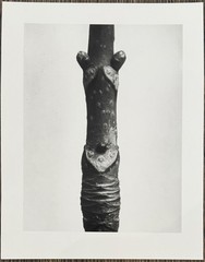 Karl Blossfeldt, horse chestnut, photograph from estate, stylus art, 2010