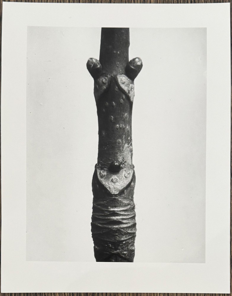 Karl Blossfeldt, horse chestnut, photograph from estate, stylus art, 2010