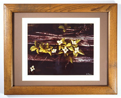 Vtg “Canadian Dogwood” 8×10 Photograph, Signed, Matted & Framed (13×16) LEE MANN