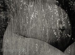 1953/86 RUTH BERNHARD Pregnant Female Nude Belly HARVEST Photo Lithograph Ltd Ed