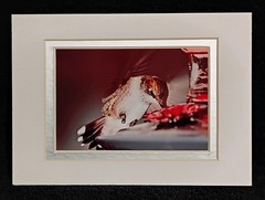 Wall Art Photography Hummingbirds Butterflies Garden 3×5 Photo Prints 4×6 Mats