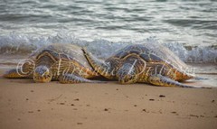 Relaxing Sea Turtle Beach Buddies Peace Scene Floating Canvas 16×24 Christmas