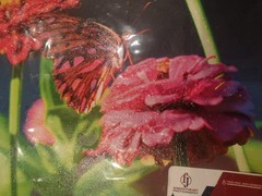Butterfly Flowers Photography Nature Original Fine Art Photograph New