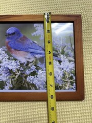 Set of 2 Framed Bird Prints Bluebird Robin Nature Wall Art Rustic Frame