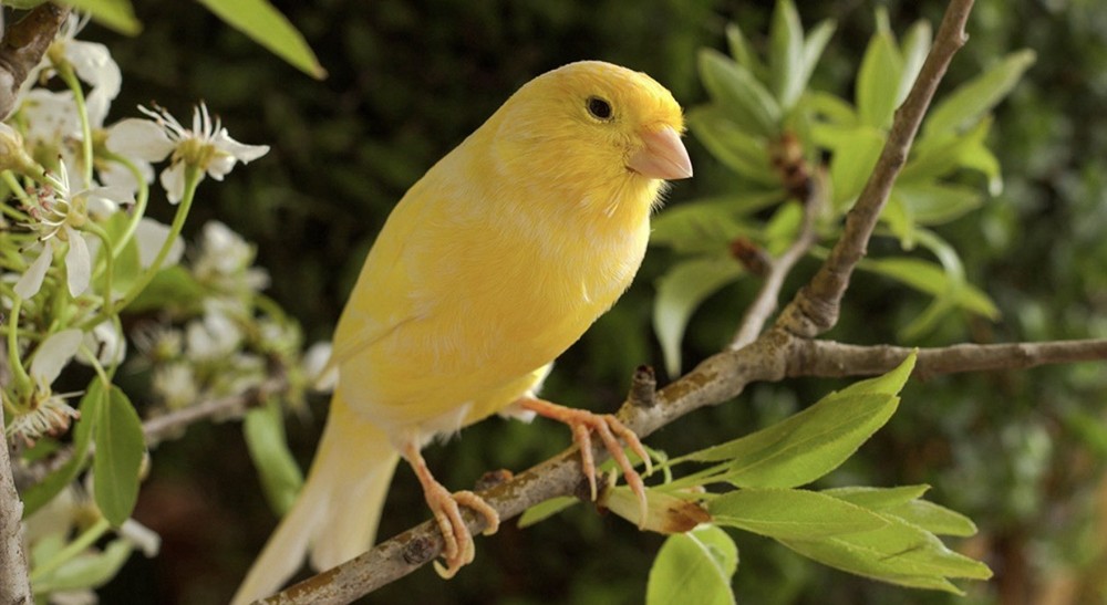 Yellow Bird on Branch – Color Nature Photograph, Landscape, Birds Animals