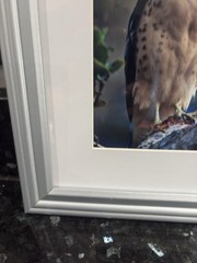 Jack Jeffrey Framed Signed Photograph ʻIo Endangered Hawaiian Hawk Wildlife
