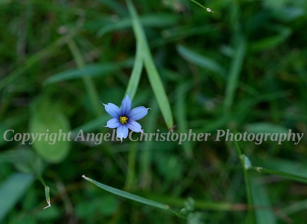 Original ACEO photo fine art print 2.5 x 3.5 inches BLUE-EYED GRASS wildflower