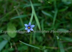 Original ACEO photo fine art print 2.5 x 3.5 inches BLUE-EYED GRASS wildflower