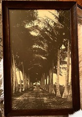 Vintage Framed Sepia Photograph – Historic Coconut Palm Plantation Avenue 17×11