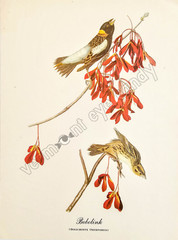 Bobolink Bird Art DIGITAL DOWNLOAD Print at Home Antique Wall Décor
