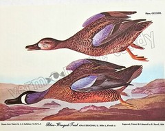 Blue-Winged Teal Audubon Bird Art DIGITAL DOWNLOAD Print at Home Wall Captioned