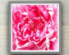 Peony, Abstract Floral, Nature Art, Fine Art Macro Photo on Metal, Canvas, Paper