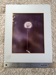 Vintage 1970s Matted Photograph Print of a Solitary DANDELION FLOWER 14″ x 11″