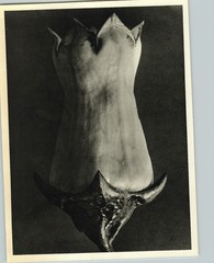 1942 Original BOTANICAL PLANT Erica Thibandiea Flower Photo Art KARL BLOSSFELDT