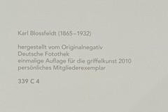 Karl Blossfeldt, horse chestnut, photograph from estate, stylus art, 2010