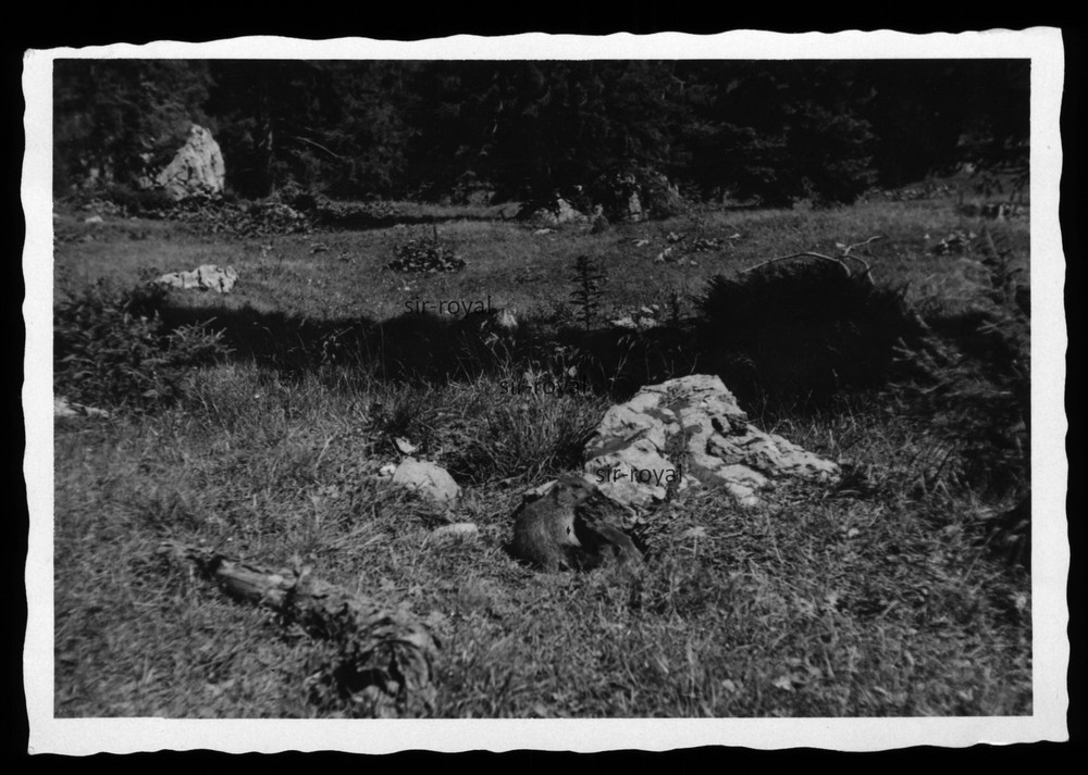Groundhogs – Photo 10x7cm