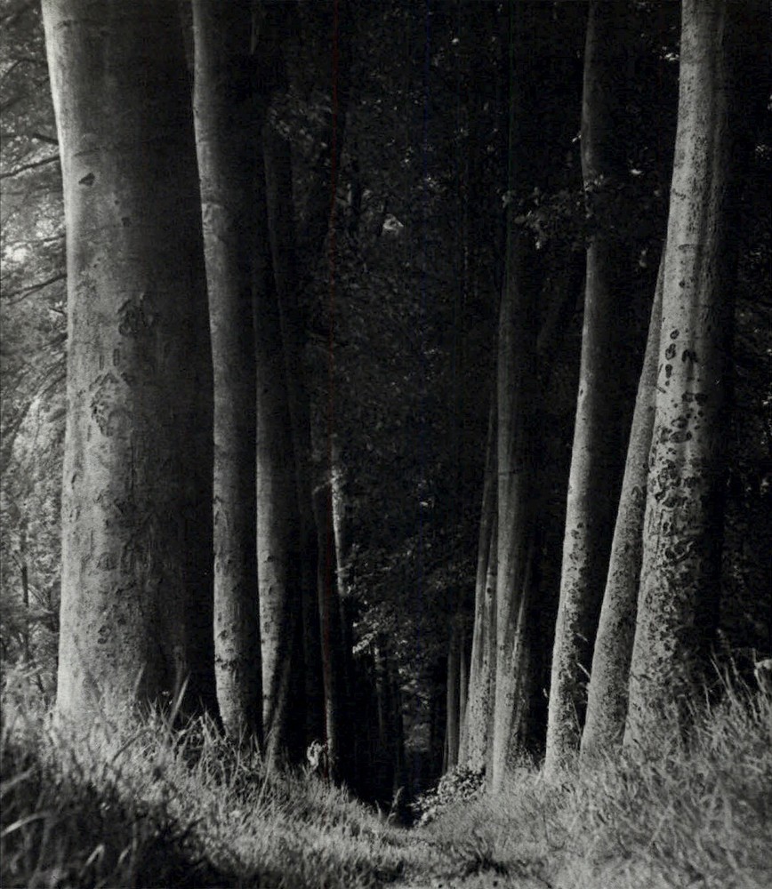 1975 Man Ray Outdoor Old Forest Inviting Tree Path Art Photo Gravure