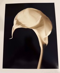 VINTAGE Signed Henry Barnard Calla Lily Swirl Sepia Photograph Gelatin on Paper