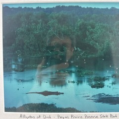 John Moran Photography Artist Signed Matted Alligators At Dusk 8×12