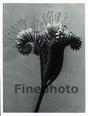 1929 Original BOTANICAL PLANT Flower Photo Gravure Art Germany ~ KARL BLOSSFELDT