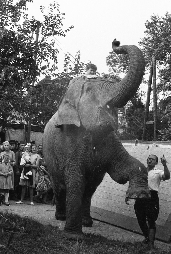 LOT 4x, elephant in the circus, funny, artists, vintage fine art negative 1950’s