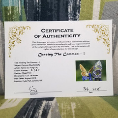 Original Wildlife Photo Metal Print LE Signed COA Common Blue Butterfly 12 x 18