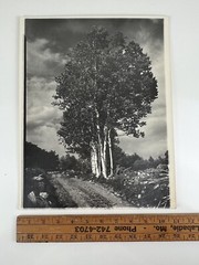Vintage Large Black & White Photograph Photography Print White Birch Tree Nature