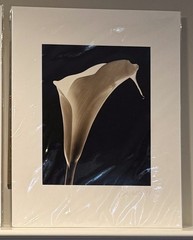 VTG Signed Henry Barnard Calla Lily Profile Sepia Photograph Gelatin on Paper