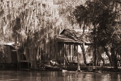 Swamp scenes from around the Lake Verret area in Labadieville, Louisiana.