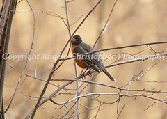 Original ACEO photo fine art print 2.5 x 3.5″ ROBIN IN TREE bird red-breast gray