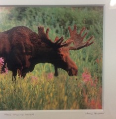 Moose Smelling Flowers Framed 2/100 Photo Signed Willie Holdman 12 1/4″X9 3/4″