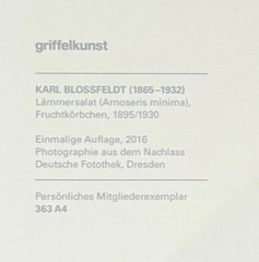 Karl Blossfeldt, lamb salad, photograph from estate, stylus art 2016