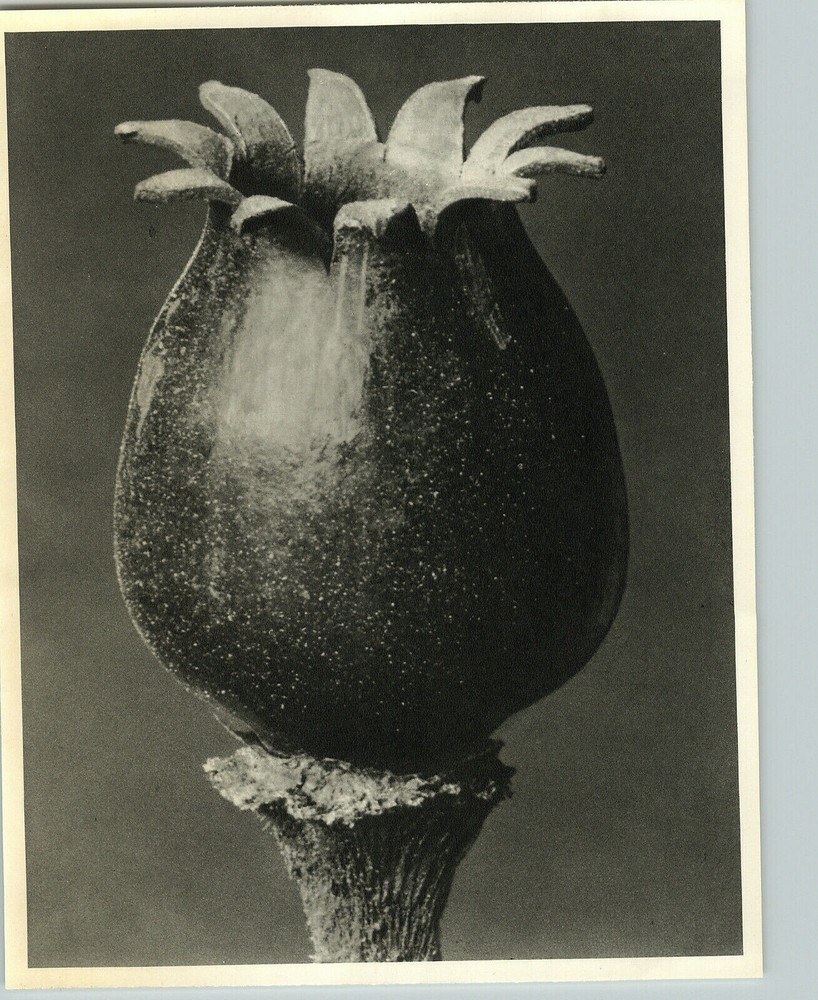 1942 Original BOTANICAL Night-Flowering Catchfly Photo Art KARL BLOSSFELDT