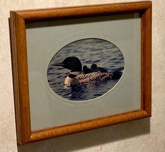 Loon Family, photo, oak frame, matted, artist signed by Sylvia Bonson 11″ x 9″