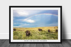 Buffalo Photography Print: Oklahoma Bison Herd Western Plains Prairie Picture
