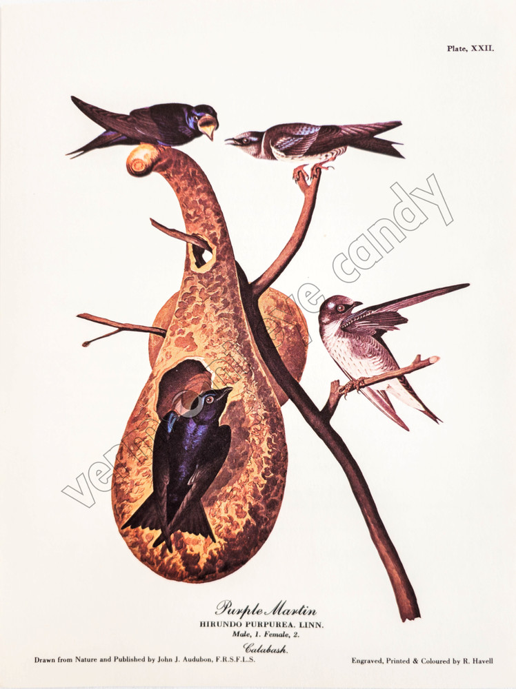 Purple Martin Audubon Bird Art DIGITAL DOWNLOAD Print at Home Nature Wall Décor
