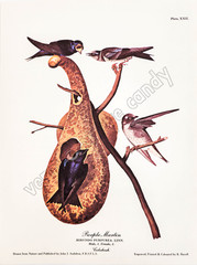 Purple Martin Audubon Bird Art DIGITAL DOWNLOAD Print at Home Nature Wall Décor