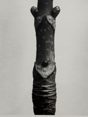 Karl Blossfeldt, horse chestnut, photograph from estate, stylus art, 2010