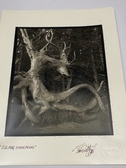 Jim Fitzgerald Elk Head Shore Acres Signed Photograph Carbon Transfer