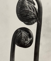 Karl Blossfeldt, King Fern, photograph from the estate, stylus art 2016