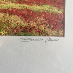 90s Landscape Art Print Duccio Nacci Photo Tuscany Chianti Italy Signed #87
