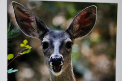 Deer Wildlife Photo 8″ x 10″ in 11″ x 14″ White Matte Signed by Kim Barry