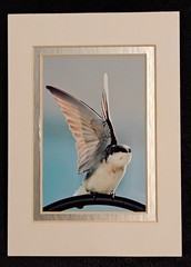 Wall Art Photography Hummingbirds Butterflies Garden 3×5 Photo Prints 4×6 Mats