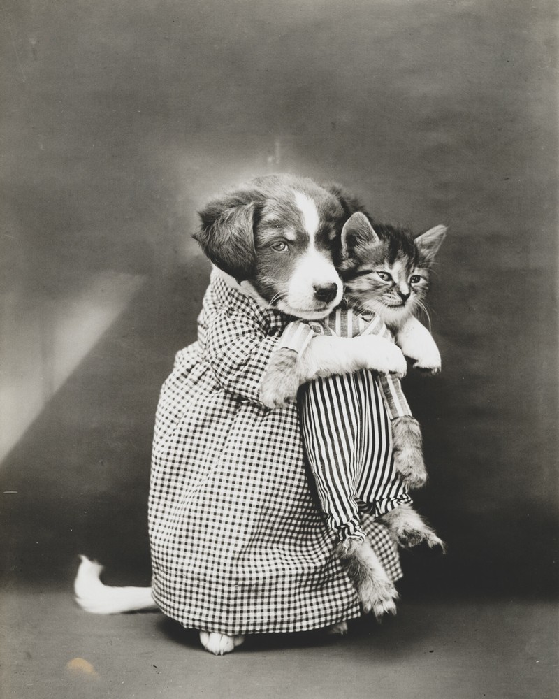 cat kitten kitty art print Harry Whittier Frees 8×10 vintage photo picture #18