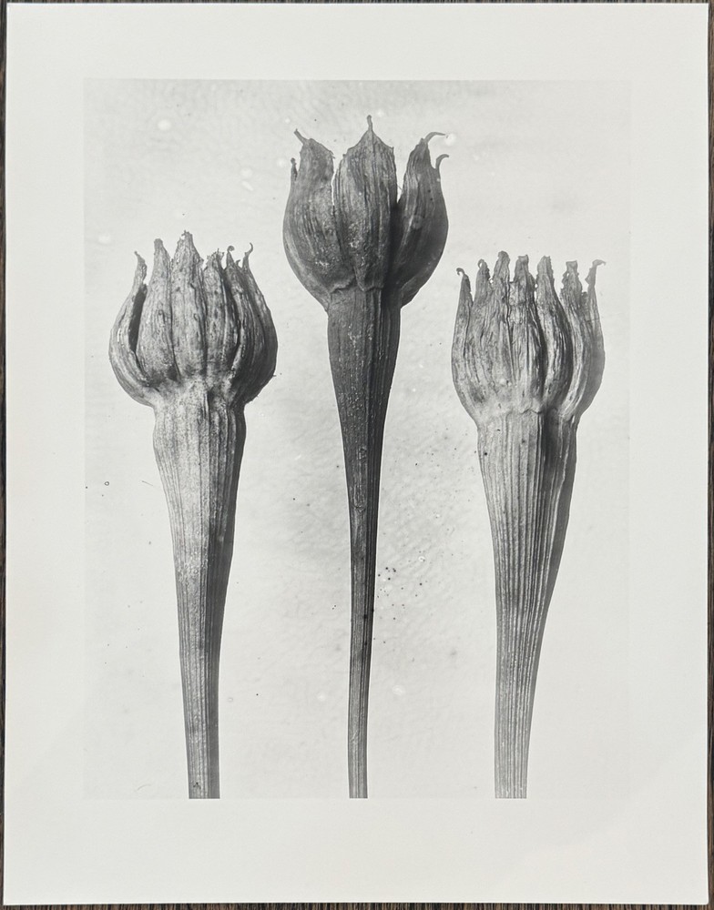Karl Blossfeldt, lamb salad, photograph from estate, stylus art 2016