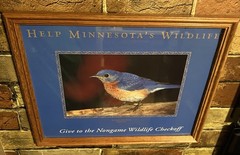Eastern Bluebird (Sialia sialis) Framed Photo for Helping Minnesota’s Wildlife